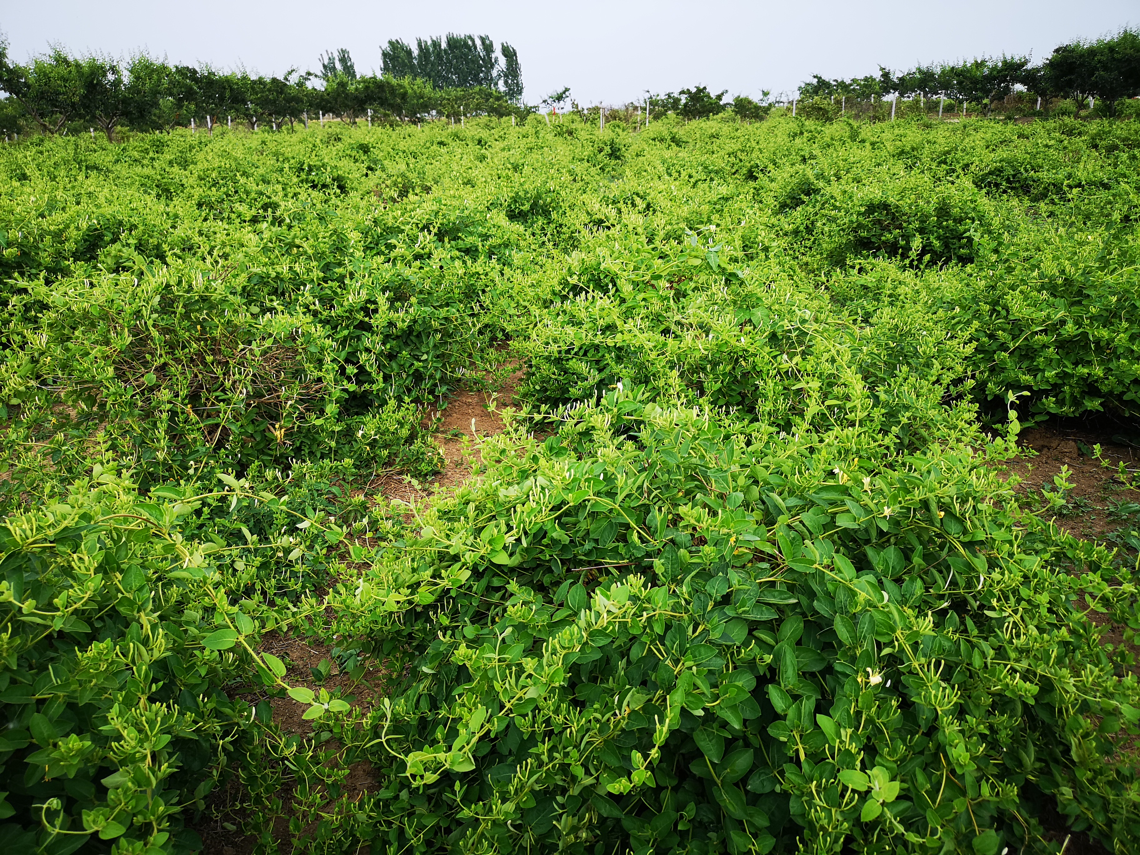 JDB����(�й���)���ٷ���վ